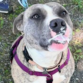 Tika -  Mixed Breed Dog for Adoption in Marshall, Virginia - Tika | PetCurious