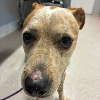 Max -  Australian Cattle Dog Blue Heeler and Pit Bull Terrier Dog for Adoption in Horn Lake, Mississippi - Max | PetCurious