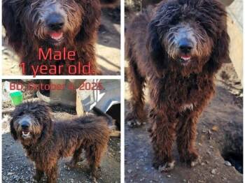 Sunny -  Labradoodle Dog for Adoption in Chattanooga, Tennessee - Sunny | PetCurious