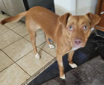 Rescue Terrier Dogs for Adoption in Melrose, Florida - Gator | PetCurious