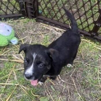 Mixed Breed Dogs Available for Adoption in Bend, Oregon - Adele | PetCurious