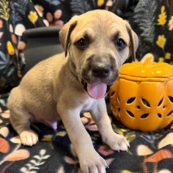Daniel Molly -  Mixed Breed Dog for Adoption in Fredericksburg, Virginia - Daniel Molly | PetCurious