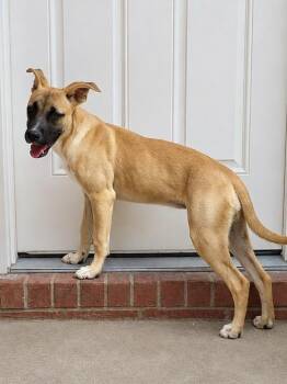 Buttercup -  Labrador Retriever and Black Mouth Cur Dog for Adoption in Houston, Texas - Buttercup | PetCurious