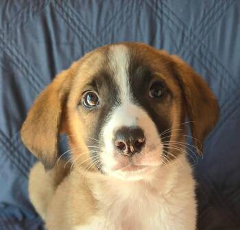 Parsley -  Beagle and Australian Cattle Dog Blue Heeler Dog for Adoption in Newport, Tennessee - Parsley | PetCurious