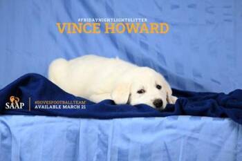 Great Pyrenees Dogs Available for Adoption - Vince Howard | PetCurious