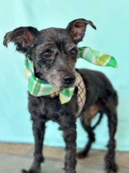 Rescue Miniature Schnauzer Dogs for Adoption in Torrance, California - Jean Claude | PetCurious