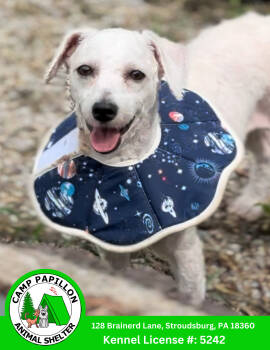 Rescue Bichon Frise Dogs for Adoption in Stroudsburg, Pennsylvania - Florence | PetCurious