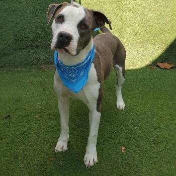 American Staffordshire Terrier Dogs Available for Adoption in Oak Point, Texas - Felix | PetCurious