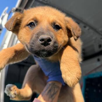 Mixed Breed Dogs Available for Adoption - Amita | PetCurious