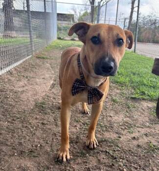 Staffordshire Bull Terrier Dogs Available for Adoption in Sedalia, Colorado - Fisher | PetCurious