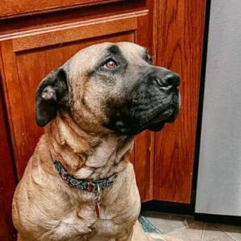 Rescue Mastiff Dogs for Adoption in Wichita, Kansas - Uma | PetCurious