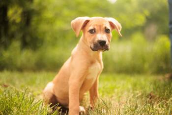 Mixed Breed Dogs Available for Adoption in Gradyville, Kentucky - Enzo | PetCurious