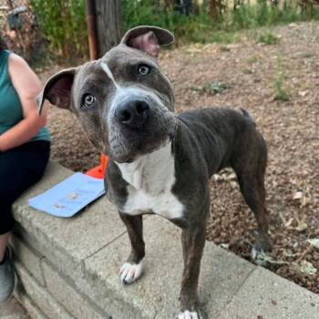 Karma D12613 -  Pit Bull Terrier and Staffordshire Bull Terrier Dog for Adoption - Karma D12613 | PetCurious
