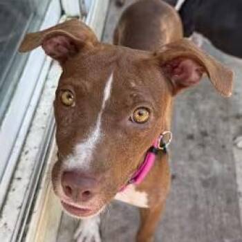 Rescue Pit Bull Terrier Dogs for Adoption in Lemont, Illinois - Tipper | PetCurious