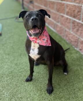 Rescue Mixed Breed Dogs for Adoption in Pontiac, Michigan - Pear | PetCurious