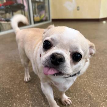 Jack -  Pug Dog for Adoption in Reading, Vermont - Jack | PetCurious