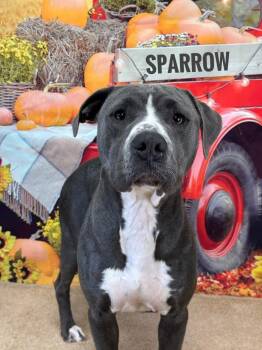 Rescue Mixed Breed Dogs for Adoption in Flint, Michigan - Sparrow | PetCurious
