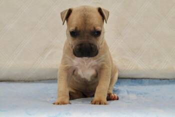 Bulldog Dogs Available for Adoption - SHAY | PetCurious