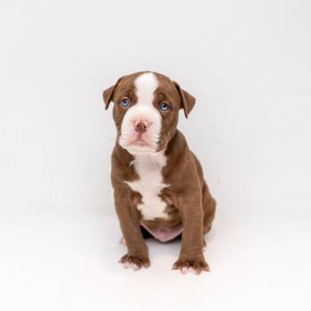 Retriever and Mixed Breed Dogs Available for Adoption in New York, New York - Dean | PetCurious