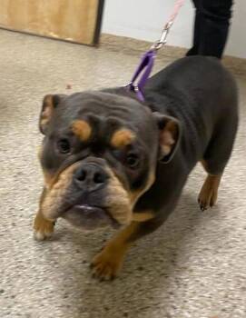 Sissy -  English Bulldog Dog for Adoption in Vancouver, Washington - Sissy | PetCurious