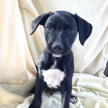 Labrador Retriever and Mixed Breed Dogs Available for Adoption in Pulaski, Tennessee - Han Solo | PetCurious