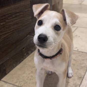 Taquito -  Mixed Breed Dog for Adoption in San Antonio, Texas - Taquito | PetCurious