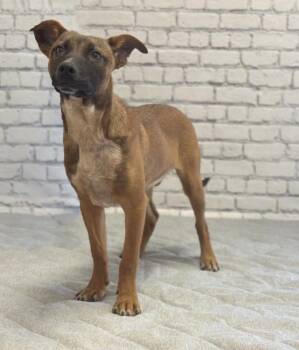 Buddy -  Australian Cattle Dog Blue Heeler Dog for Adoption in Evansville, Indiana - Buddy | PetCurious