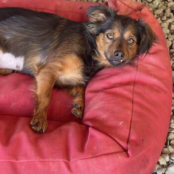 Rescue Terrier Dogs for Adoption in Vacaville, California - Teeter | PetCurious