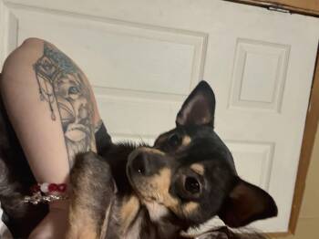 Rescue Chihuahua Dogs for Adoption in Inez, Texas - Fred | PetCurious