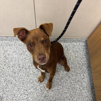Krackle -  Australian Shepherd and Mixed Breed Dog for Adoption in Chicago, Illinois - Krackle | PetCurious