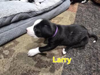 Larry - fostered in Omaha -  Beagle Dog for Adoption in Overland Park, Kansas - Larry - Fostered In Omaha | PetCurious