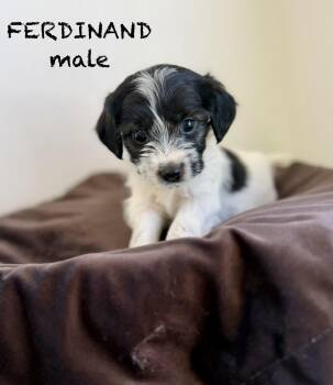 Ferdinand -  Terrier Dog for Adoption in Sonora, California - Ferdinand | PetCurious