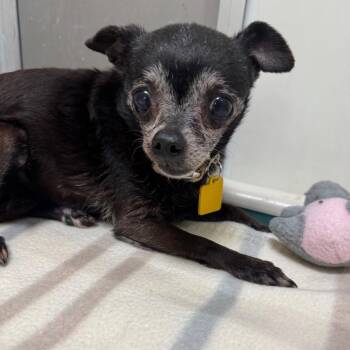 Angel Panda -  Chihuahua Dog for Adoption in Pekin, Illinois - Angel Panda | PetCurious