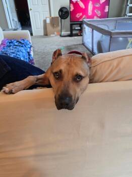 Rescue Pit Bull Terrier Dogs for Adoption in Longview, Texas - Teddy | PetCurious