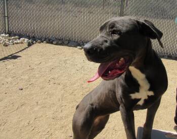 Rescue Great Dane and Chocolate Labrador Retriever Dogs for Adoption in Yucca Valley, California - Big Bertha | PetCurious