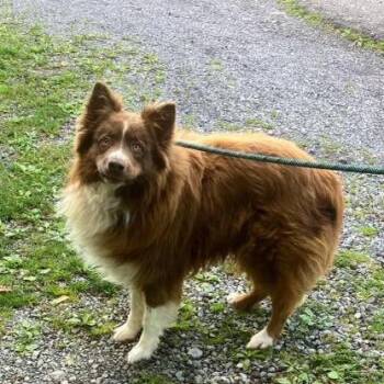 Hank -  Australian Shepherd Dog Available for Adoption - Hank | PetCurious