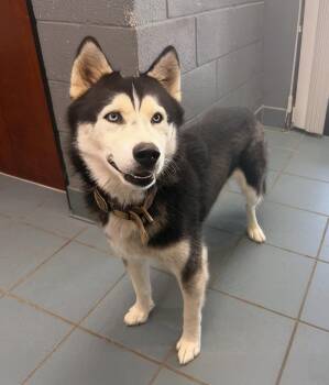 Esteban -  Mixed Breed Dog for Adoption in Nashville, Tennessee - Esteban | PetCurious