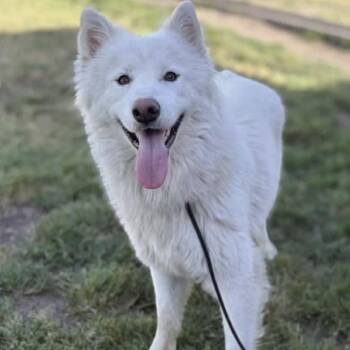 Samoyed and Husky Dogs Available for Adoption in Los Angeles, California - Rabbit | PetCurious