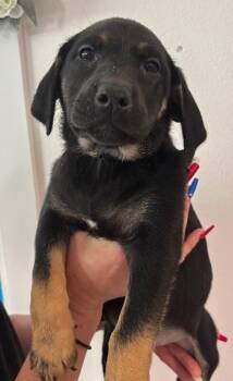 Ursula -  Labrador Retriever and Mixed Breed Dog for Adoption in Los Angeles, California - Ursula | PetCurious