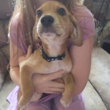 Shane -  Beagle and Chihuahua Dog for Adoption in Lynchburg, Virginia - Shane | PetCurious