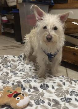 West Highland White Terrier Westie Dogs Available for Adoption - Westley | PetCurious