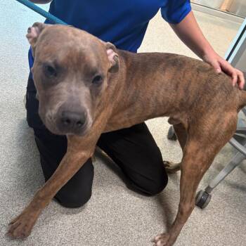 Star Boy -  Mixed Breed Dog for Adoption in Englewood, Florida - Star Boy | PetCurious