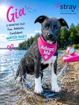 Boxer and German Shepherd Dog Dogs Available for Adoption in Hatfield, Pennsylvania - Gia | PetCurious