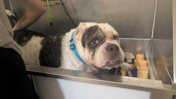 Hammy -  English Bulldog Dog for Adoption in Lakeland, Florida - Hammy | PetCurious