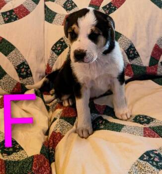 Deal -  Retriever and Mixed Breed Dog for Adoption in Calgary, Alberta - Deal | PetCurious