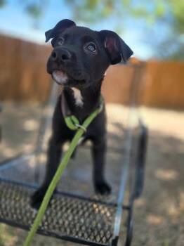 Santana -  Mixed Breed Dog for Adoption in Canon City, Colorado - Santana | PetCurious