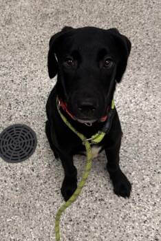 Harry -  Labrador Retriever and Mixed Breed Dog for Adoption in Kansas City, Missouri - Harry | PetCurious
