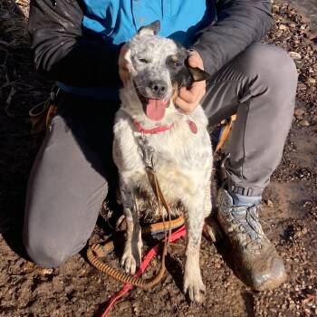 Australian Cattle Dog Blue Heeler Dogs Available for Adoption in Chatham, New Jersey - Bingo | PetCurious