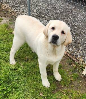 Goldador Dogs Available for Adoption in Liberty Center, Ohio - Biscuit | PetCurious