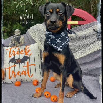 Rescue German Pinscher Dogs for Adoption in Sebring, Florida - Amari | PetCurious